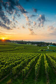 Vineyards between Hagnau and Meersburg, sunrise, cloudy sky, Lake Constance, Baden-Württemberg, Germany