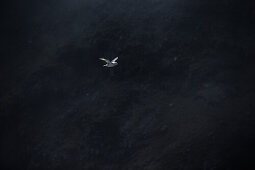 Fyling seagull, Faeroe Islands