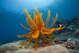Crinoid in Coral Reef, Comanthina schlegeli, Ambon, Moluccas, Indonesia
