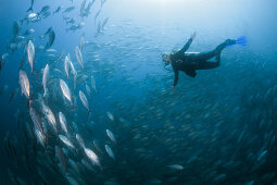 Taucher und Schwarm Grossaugen-Stachelmakrelen, Caranx sexfasciatus, Ambon, Molukken, Indonesien