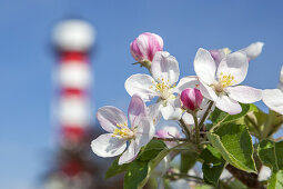 Lighthouse Somerfletherwisch near Jork, Wisch, Altes Land, Lower Saxony, Northern Germany, Germany, Europe