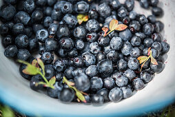 Großaufnahme von Blaubeeren im Emailletopf, gesammelt in der Gävle Bucht, Gävleborgs Iän, Schweden