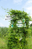 Müritz, überwachsene Fahrradwegschilder, Mecklenburg-Vorpommern, Deutschland