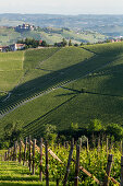 Weinberge, Hügellandschaft, Weinstöcke, Weinbaugebiet Langhe in Piemont, Provinz Cuneo, Italien