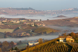 Morgennebel, Weinberge, Herbst, Hügellandschaft, Weinbaugebiet Langhe in Piemont, Cuneo Provinz, Italien