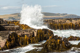 spray, rocky coastline covered in seaweed, giant kelp, bull kelp, wild water, surf, breaking waves, landscape, Catlins Coast, Southland, South Island, New Zealand