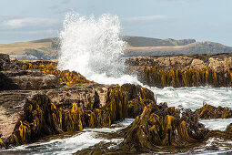 Catlins, Küste, Seetang, Riesentang, Brandung, Gischt, wildes Wasser, Felsenküste, Southland, Südinsel, Neuseeland