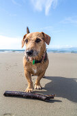 Australian Terrier waits with stick on beach, dog's life, South Island, New Zealand