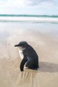 Blue penguin, or Little penguin, stranded, waiting on sandy beach, low tide, high format, North Island, New Zealand