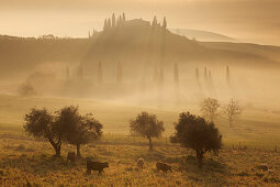 Tuscan landscape with a villa and cypress trees in the morning mist and sun, pasture with cows and olive trees in the foreground, San Quirico d'Orcia, Val d'Orcia, Siena Province, Tuscany, Italy