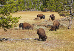Buffalo , Nez Perce Creek , Yellowstone National Park , Wyoming , U.S.A. , America