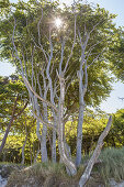 Tree by the beach Weststrand between the Baltic seaside resorts Ahrenshoop and Prerow, Fischland-Darss-Zingst, Baltic coast, Mecklenburg-Western Pomerania, Northern Germany, Germany, Europe