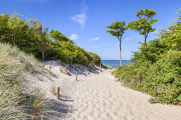 Weg zum Weststrand zwischen den Ostseebädern Ahrenshoop und Prerow, Fischland-Darß-Zingst, Ostseeküste, Mecklenburg-Vorpommern, Norddeutschland, Deutschland, Europa