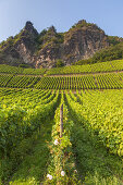 Vineyard underneath the rocks of Drachenfels in Koenigswinter, Middle Rhine Valley, North Rhine-Westphalia, Germany, Europe