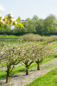 Apfelblüte am Nord-Ostsee-Kanal, Neuwittenbek, Schleswig-Hostein, Deutschland