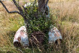 Oldtimer, 30er Jahre, Autowrack, aus der Motorhaube wächst ein Baum, verrostet, Rost, Verfall, Neuseeland