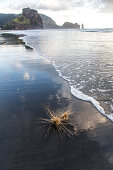 Spinifex seed head on black volcanic sand beach, horizon, reflection, surf beach, Lion Rock in background, nobody, North Island, New Zealand