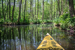 Kayak tour in Summer along the river Spree, Spreewald, Biosphere reserve, cultural landscape, Spree, Brandenburg, Germany