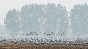 Cranes landing in a field, Flight study, Bird migration, Flock of birds, Autumn day, Fehrbellin, Linum, Brandenburg, Germany