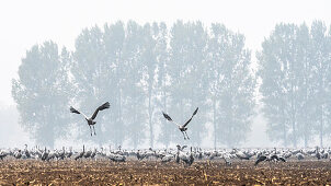 Cranes flying, Double Exposure, flight study, bird migration, grus grus, autumn, stork village, Fehrbellin, Linum, Storchendorf, Brandenburg, Germany