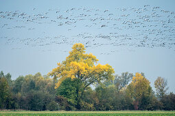 Cranes landing in a field, flight study, bird migration, Autumn, Brandenburg, Fehrbellin, Linum, Brandenburg, Germany