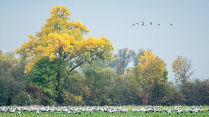 Kraniche landen auf einem Feld, Acker, Flugstudie, Zugvogel, Grus grus, Herbsttag, Brandenburg, Fehrbellin, Linum, Storchendorf, Brandenburg, Deutschland