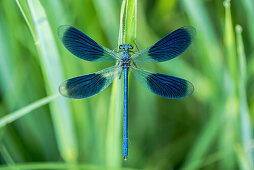 Small dragonfly, demoiselle with eggs, biosphere reserve, Summer, Spreewald, Brandenburg, Germany