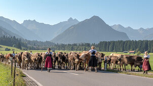 Cows wearing bells for the Almabtrieb, Rubihorn, Schoellang, Oberallgaeu, Allgaeu, Oberallgaeu, Alps, Germany