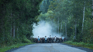 Cows wearing bells for the Almabtrieb, Stillachtal, Oberallgaeu, Allgaeu, Oberallgaeu, Alps, Germany