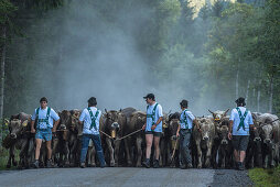 Cows wearing bells for the Almabtrieb, Stillachtal, Oberallgaeu, Allgaeu, Oberallgaeu, Alps, Germany