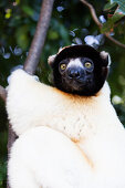 Crowned Verreaux's Sifaka (propithecus verreauxi coronatus), Nosy Iranja, northern area, Madagascar, Africa