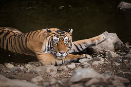 Bengal-Tiger, Nationalpark Ranthambhore, Rajasthan, Indien, Asien