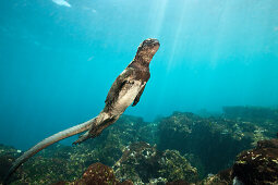 Marine Iguana feeding at Sea, Amblyrhynchus cristatus, Cabo Douglas, Fernandina Island, Galapagos, Ecuador