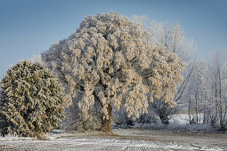 Large leaved lime tree with hoarfrost near Parkentin, Mecklenburg Vorpommern, Germany