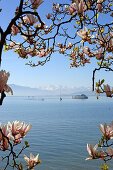 Magnolienbau, am Bodensee, Wasserburg am Bodensee, Baden-Württemberg