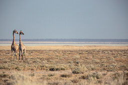 Giraffen im Etosha-Nationalpark, Namibia, Afrika