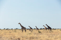 Giraffes in the Etosha National Park, Namibia, Africa