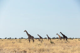 Giraffen im Etosha-Nationalpark, Namibia, Afrika