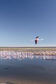 Flamingos in Walvis Bay, Atlantikküste, Namibia, Afrika.