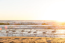 Flamingos stolzieren bei Sonnenuntergang an der Atlantikküste zwischen Walvis Bay und Swakopmund, Erongo, Namibia, Afrika.