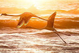 Flamingos fliegen bei Sonnenuntergang an der Atlantikküste zwischen Walvis Bay und Swakopmund, Erongo, Namibia, Afrika.