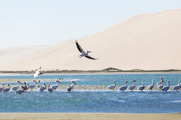 Pelikan steigt im Starkwind auf. Sandwich Harbour, Walvis Bay, Erongo, Namibia, Afrika.