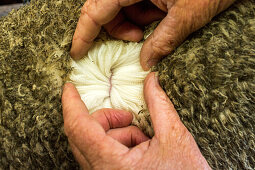 farmer shows fine wool quality on merino sheep, nobody, animal, High Country, Central Otago, South Island, New Zealand