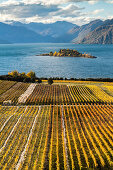 Rippon Vineyard, organic wine, golden autumn, shores of Lake Wanaka, nobody, Otago, South Island, New Zealand
