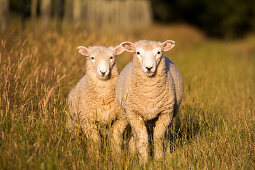 Sheep in Kahurangi National Park, West Coast, Tasman, South Island, New Zealand, Oceania