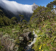 Milford Track, Great Walk, Fjordland National Park, Milford Sound, Southland, Südinsel, Neuseeland, Ozeanien