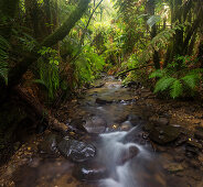 Rainforest and stream, Coromandel, Thames-Coromandel District, Coromandel Peninsula, North Island, New Zealand, Oceania