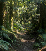 lake waikaremoana great walk, Hawke´s Bay, North Island, New Zealand, Oceania