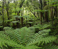 Whirinaki Forest Park, Bay of Plenty, Nordinsel, Neuseeland, Ozeanien