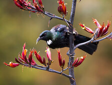 Tui, Vogel auf einem Ast, Catlins, Clutha, Otago, Southland, Südinsel, Neuseeland, Ozeanien